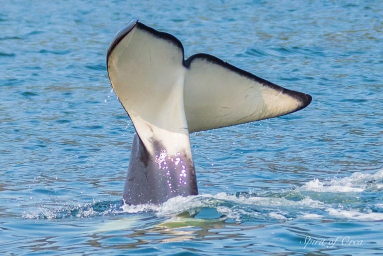 Orca headstand Tail wave