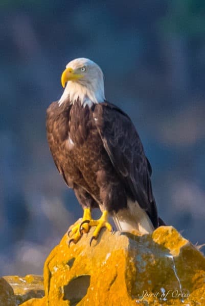 Eagle pose