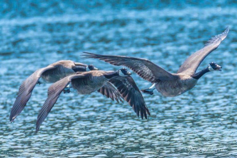 Canada Geese