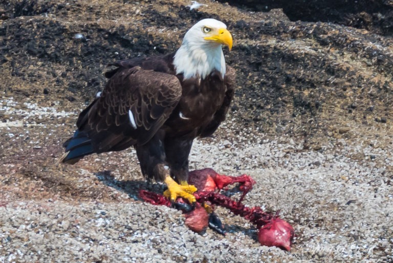 Eagle eating seal pup