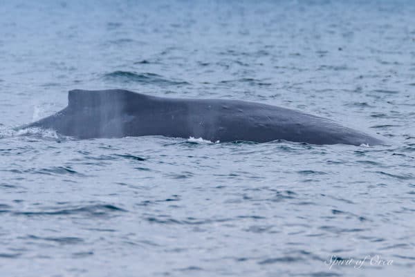 Humpback and Minke Whale - seabirds - Spirit of Orca