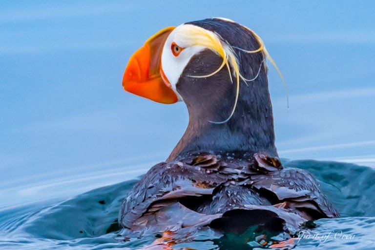 Tufted Puffin