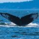 Two Humpbacks, Puffins and other Critters