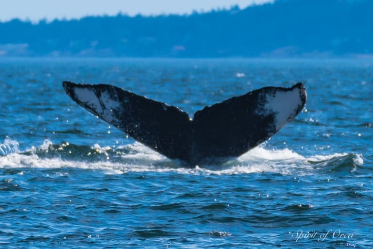 Yogi the Humpback Whale