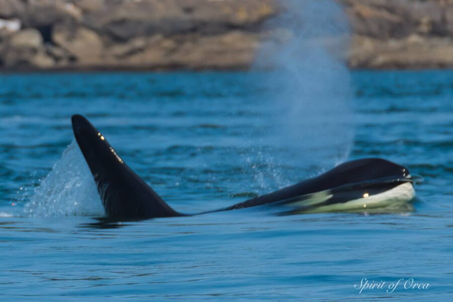 Orca surfacing