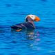 Tufted Puffins of the Salish Sea