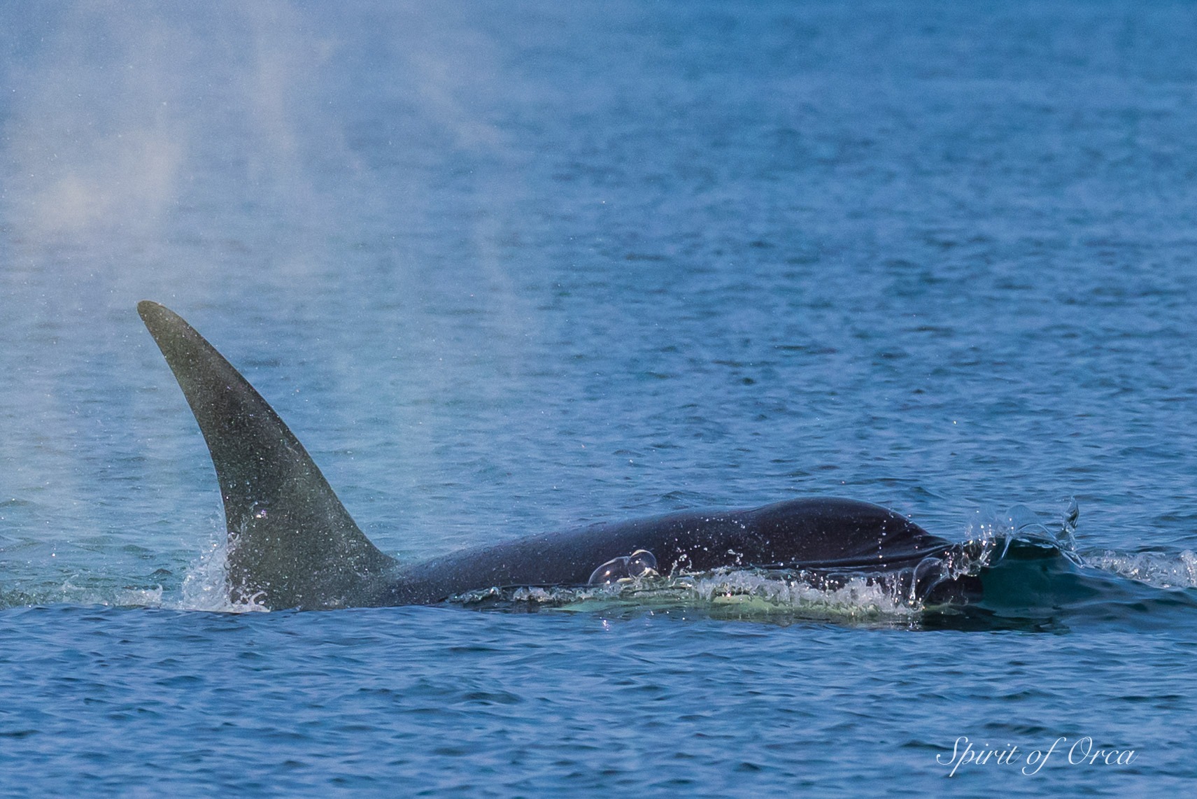 Orcas Island Marine Surveyors Home Facebook