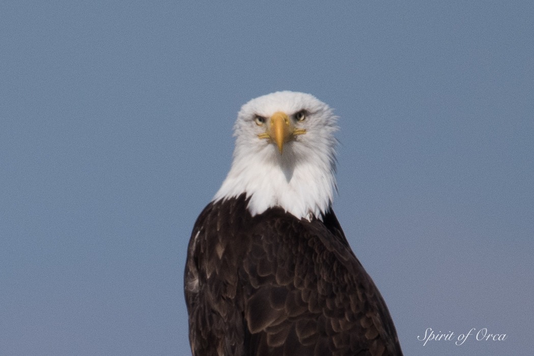 T137A's and wildlife - Bald Eagles and Stellar Sea Lions - Spirit of Orca