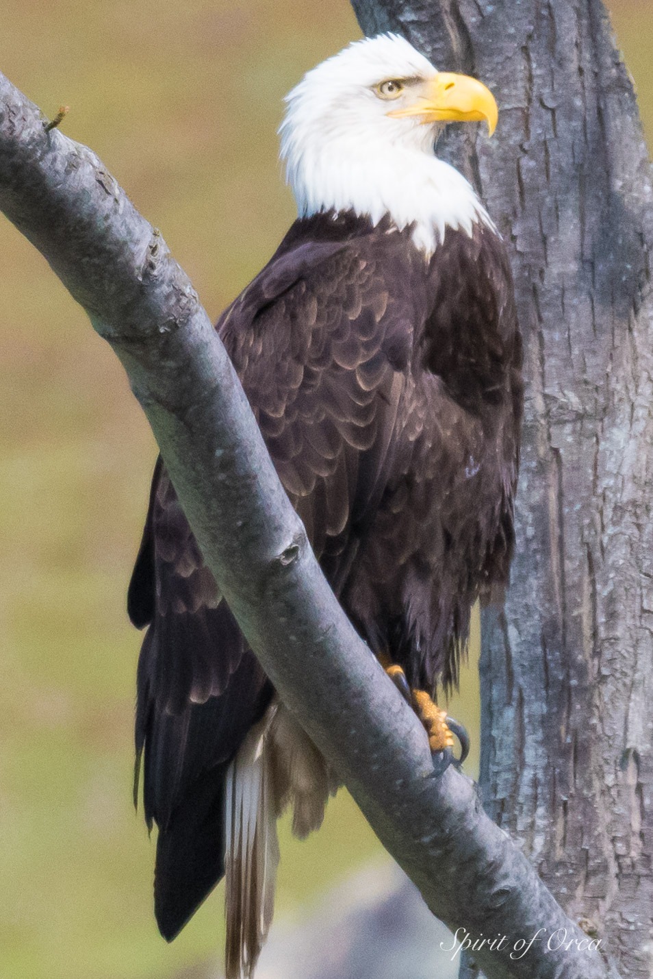 Regal eagle, Bald Eagle