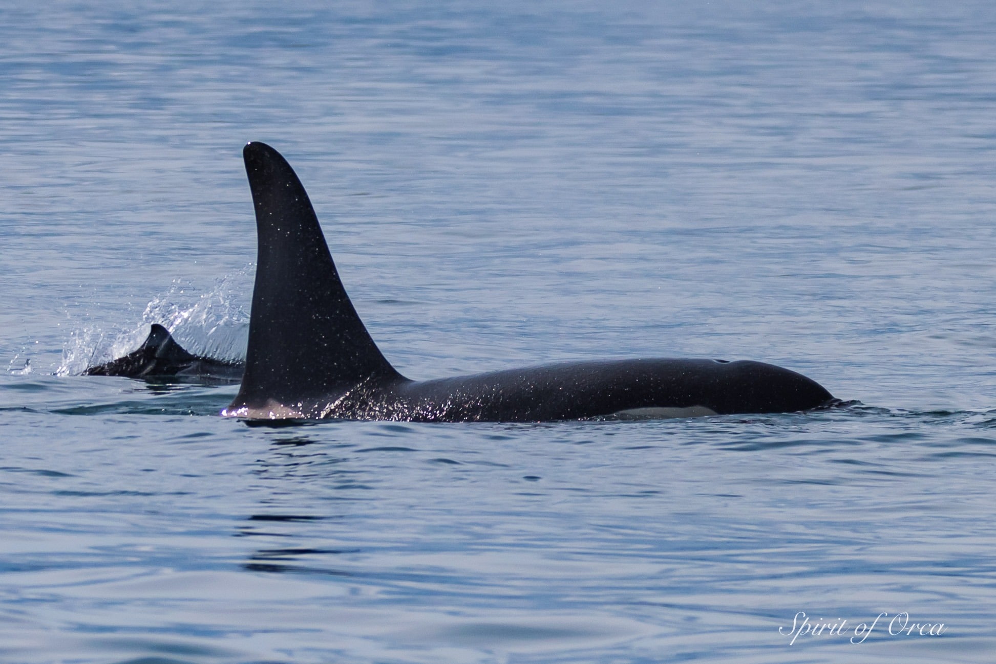 Dall's porpoise play with Killer Whale