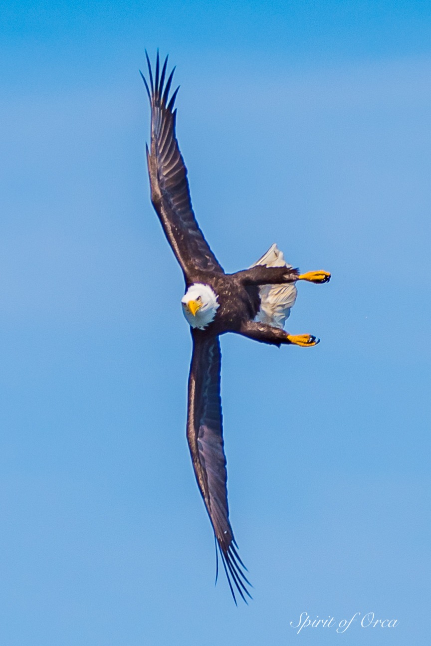 Bald Eagle diving on fish