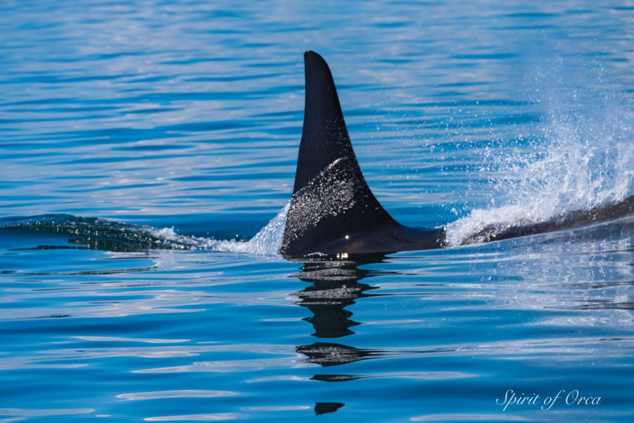 J27 Blackberry Chasing Salmon