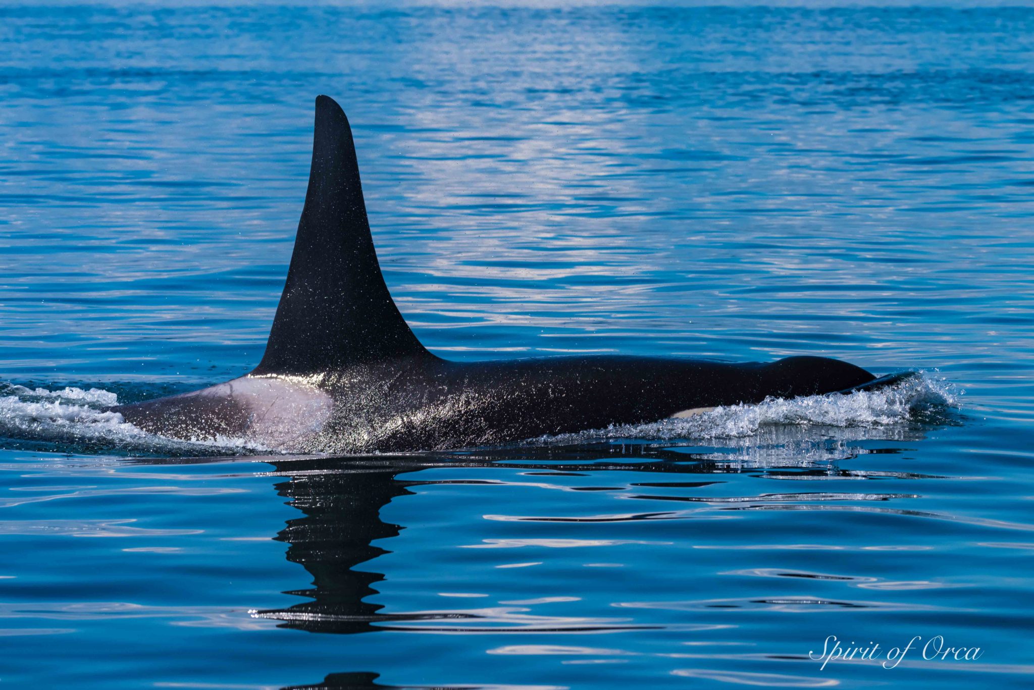 Salmon Eating Killer Whales - aka J Pod - Spirit of Orca