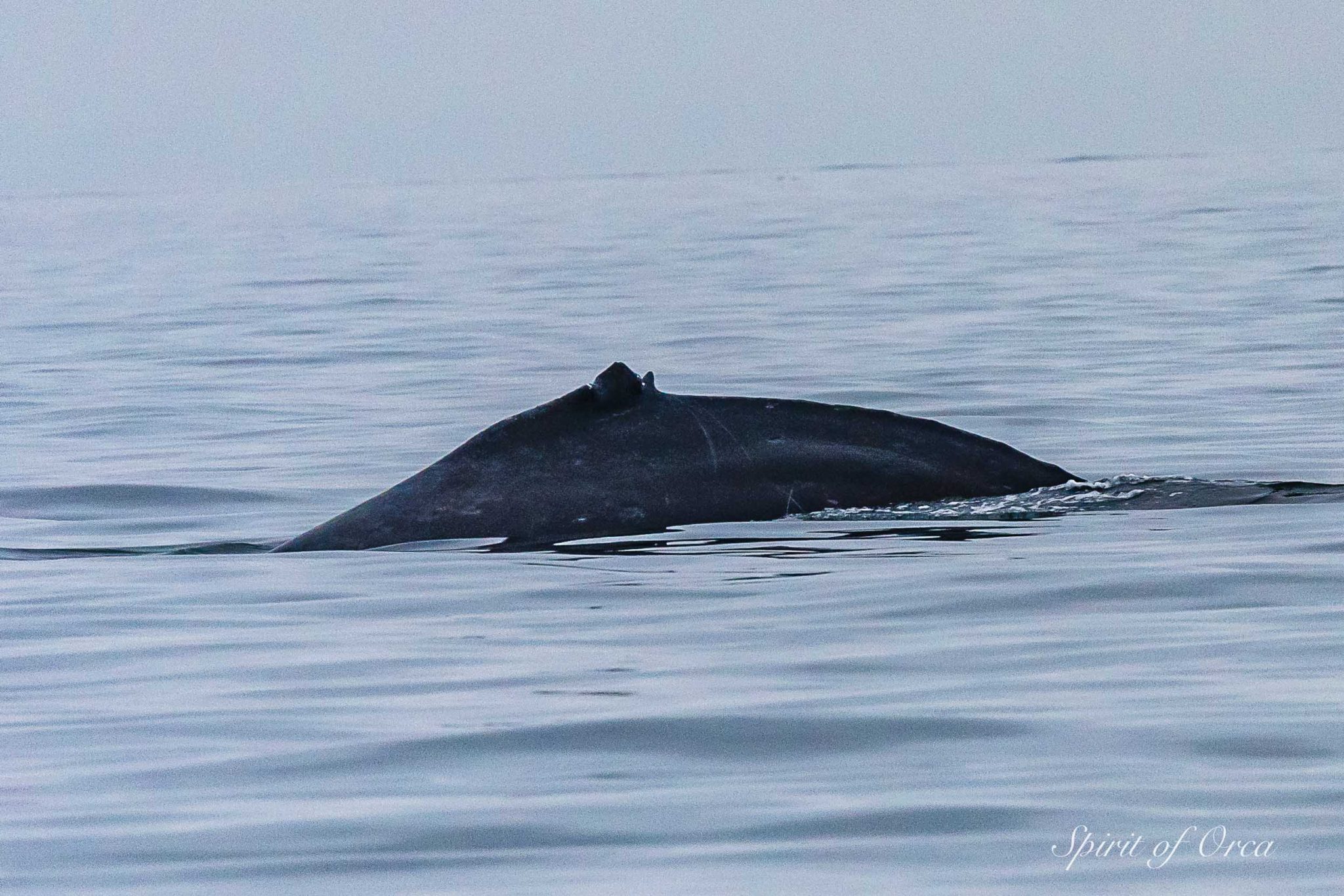 Split Fin humpback whale
