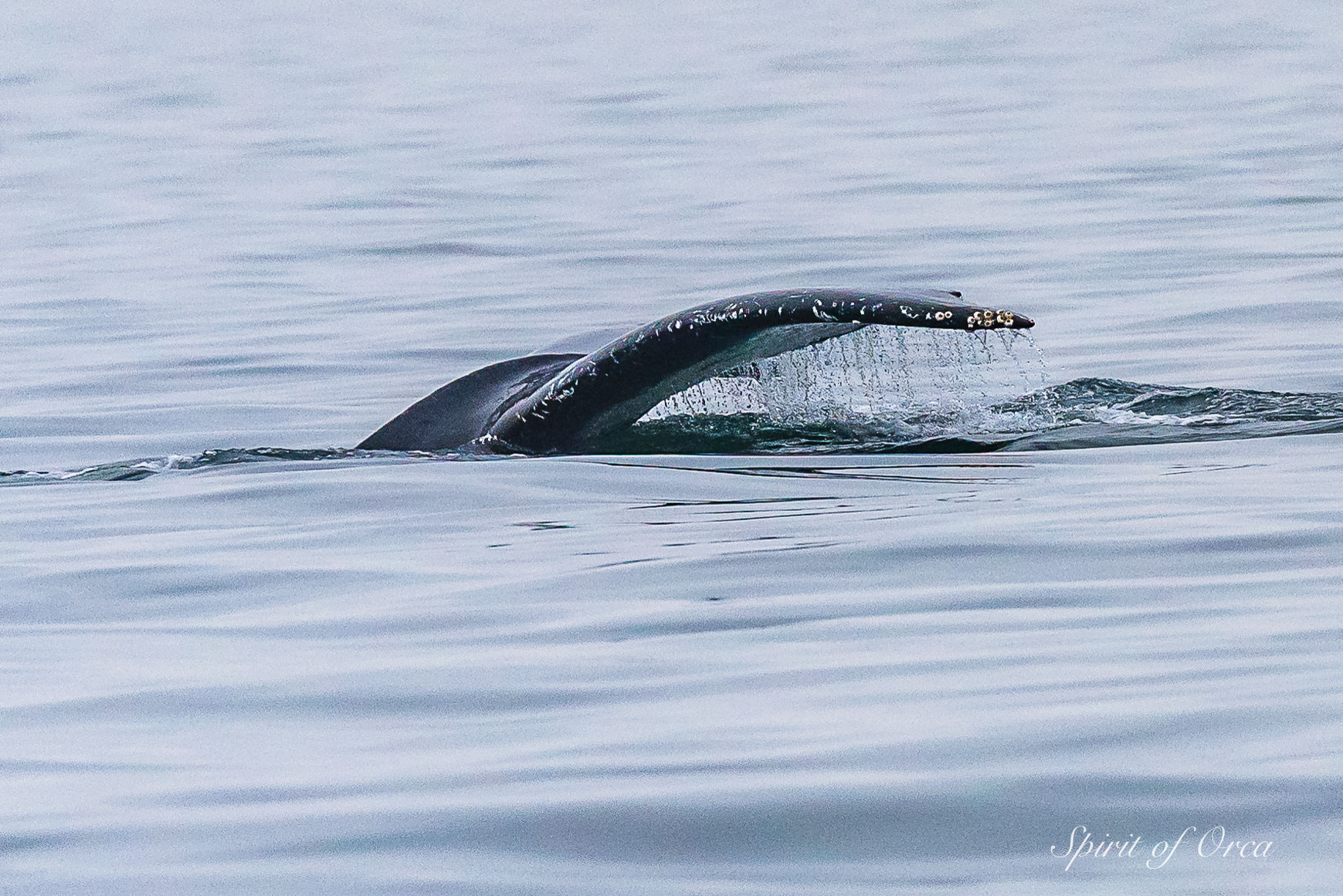 Split Fin humpback whale