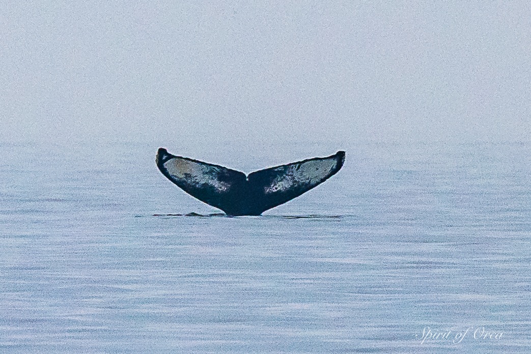 split fin humpback whale