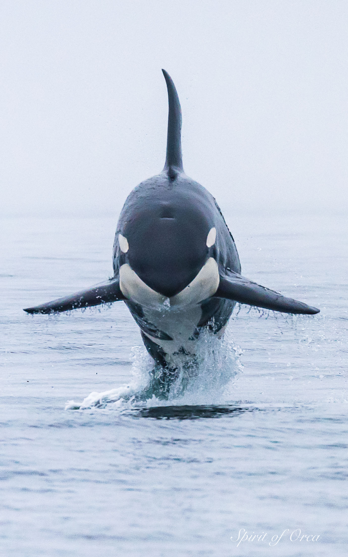 orca T73A1 face on breach shot