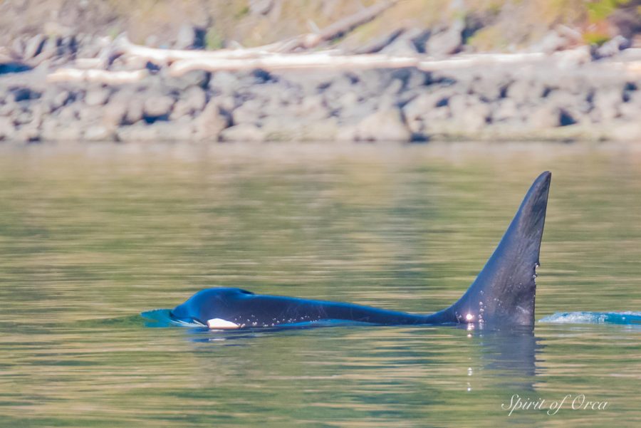 T77A Lone Killer Whale