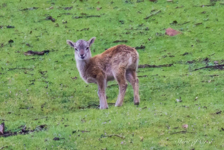 Mouflon Lamb