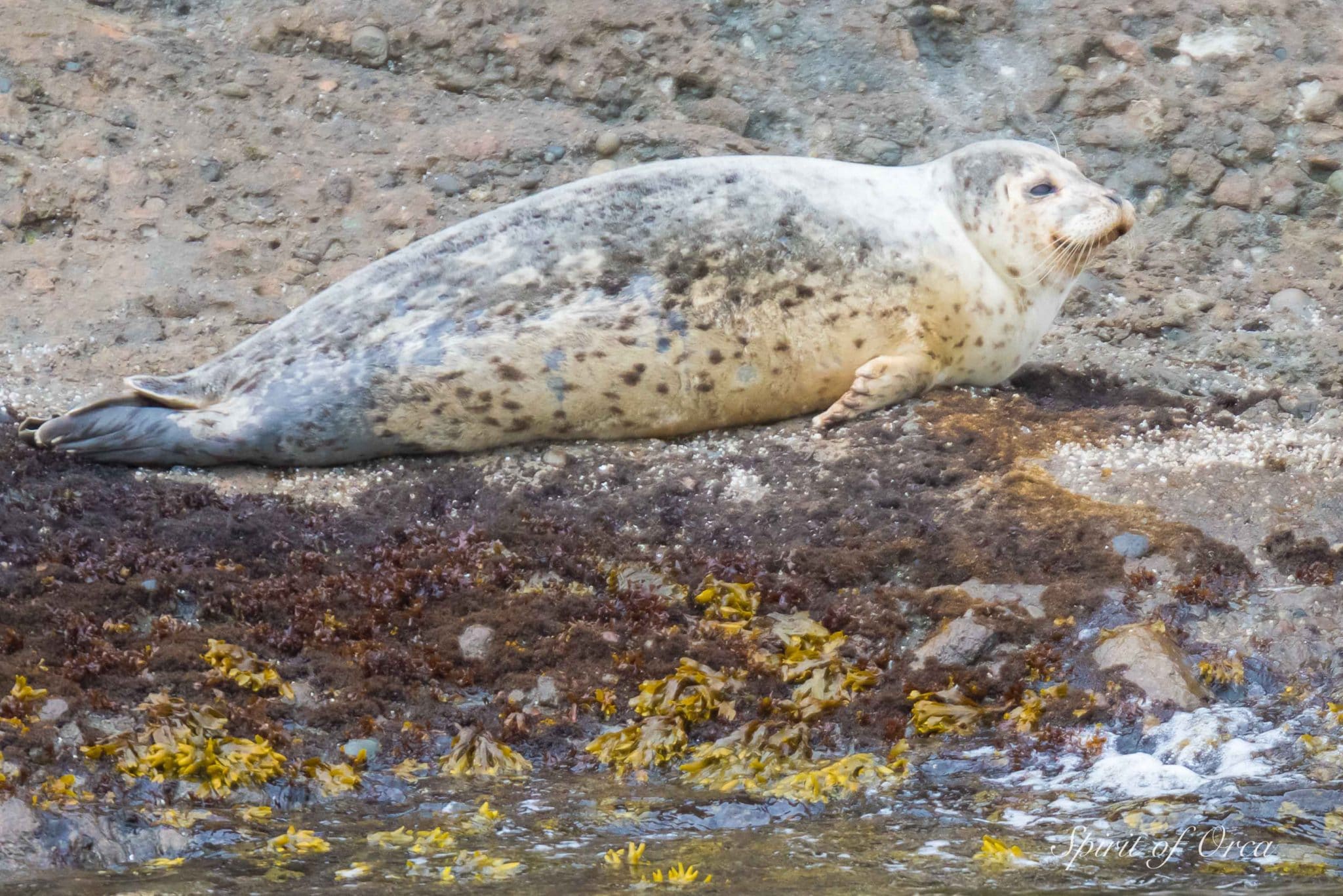 Harbor Seal aka Orca Sausage