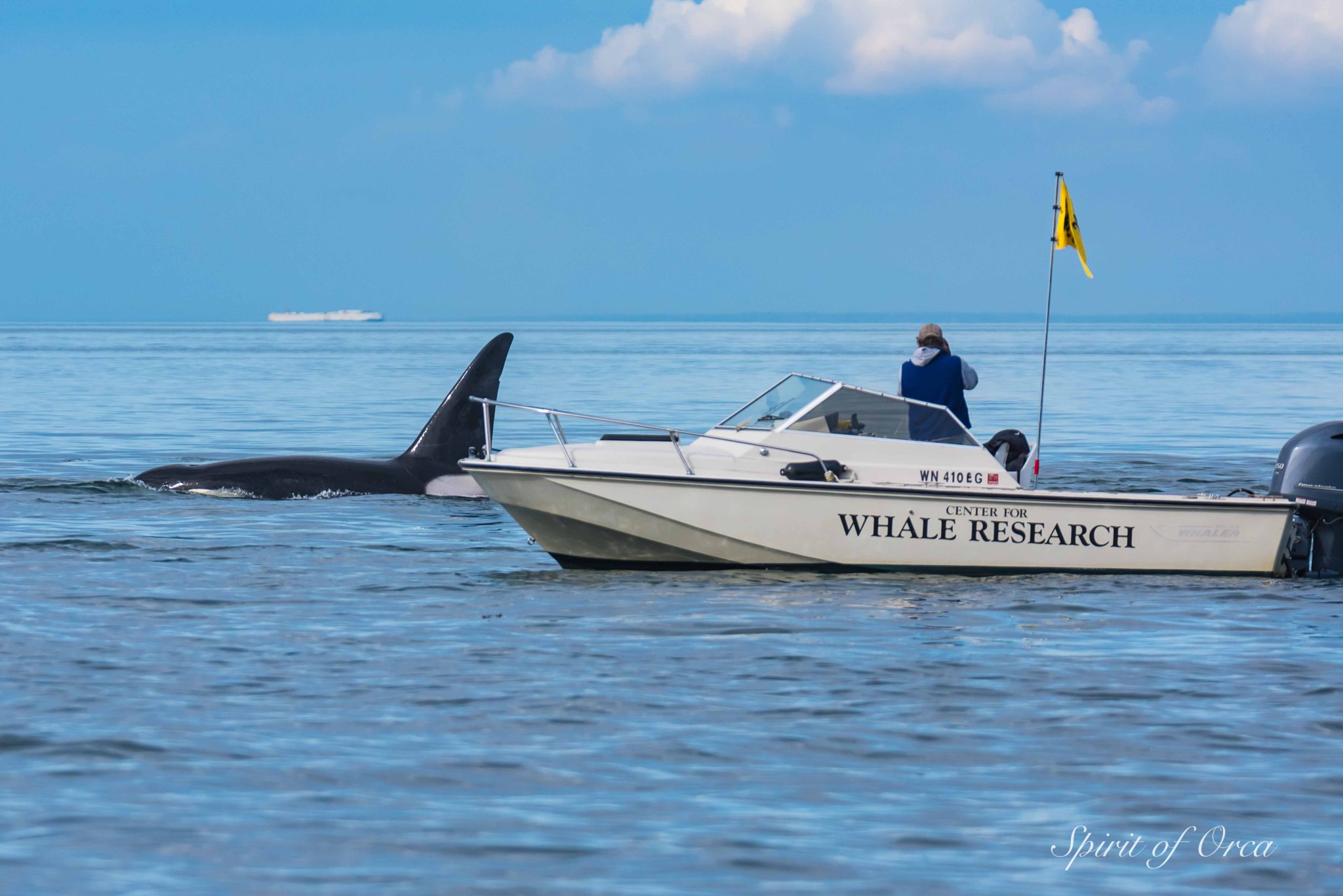 Center for Whale Research doing their thing