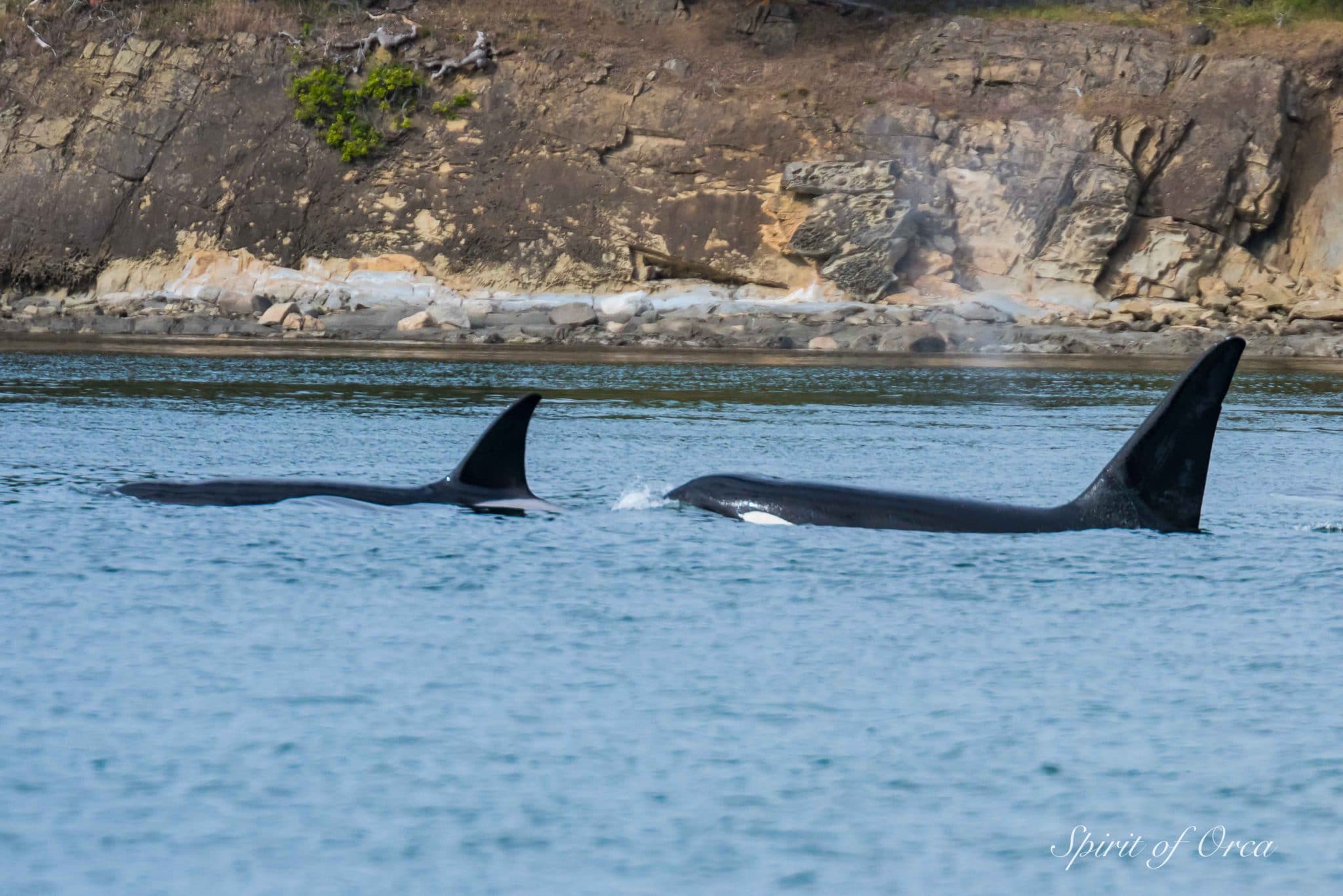Biggs Orca San-Juan-Channel