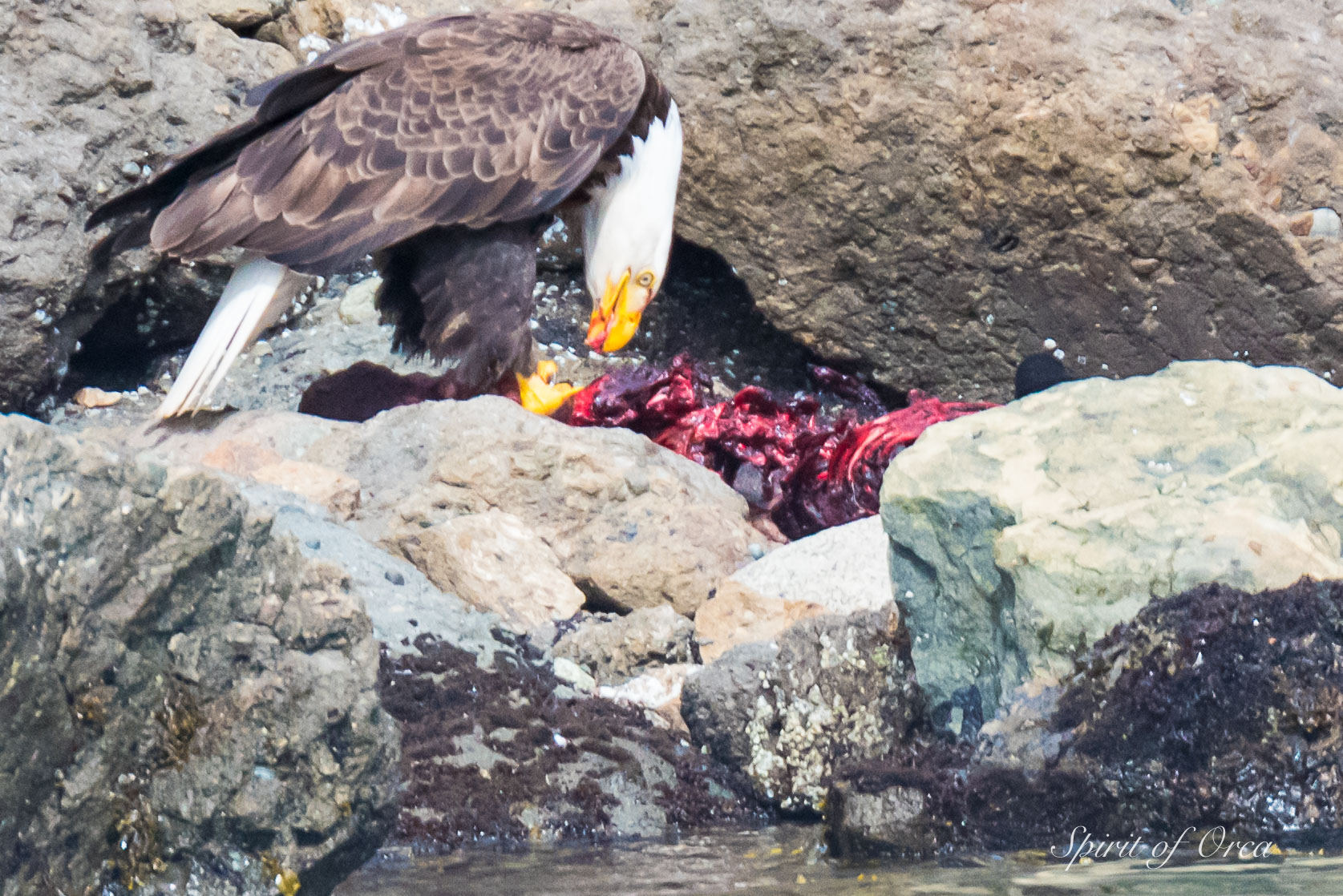 Bald Eagle feeding on carcass