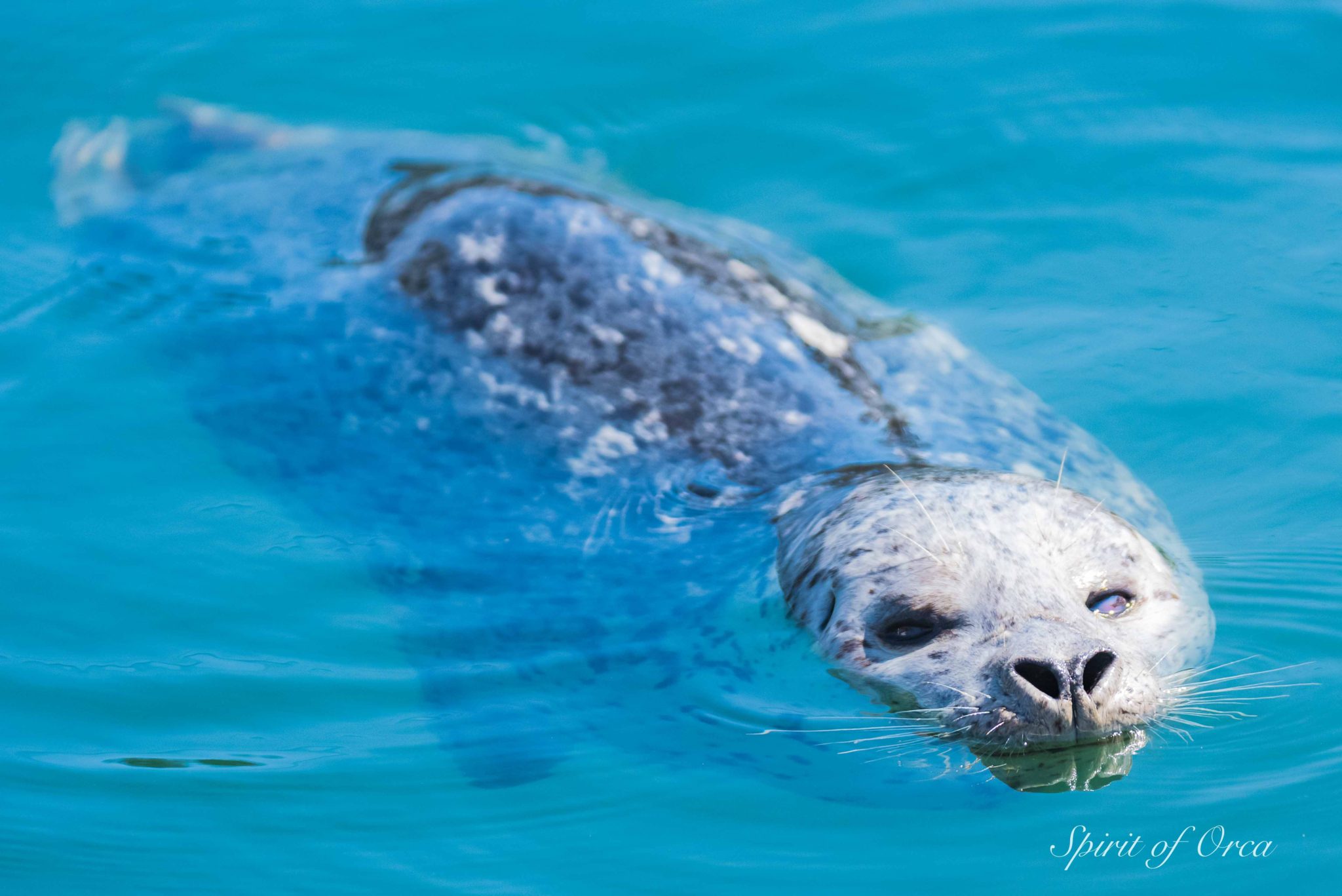 Exotic's drag Seal Intestines - Pounced on a Seal - Spirit of Orca