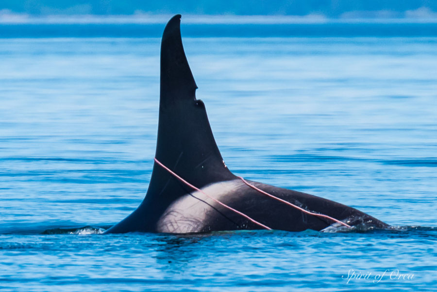 Seal Intestines dragged along by orca