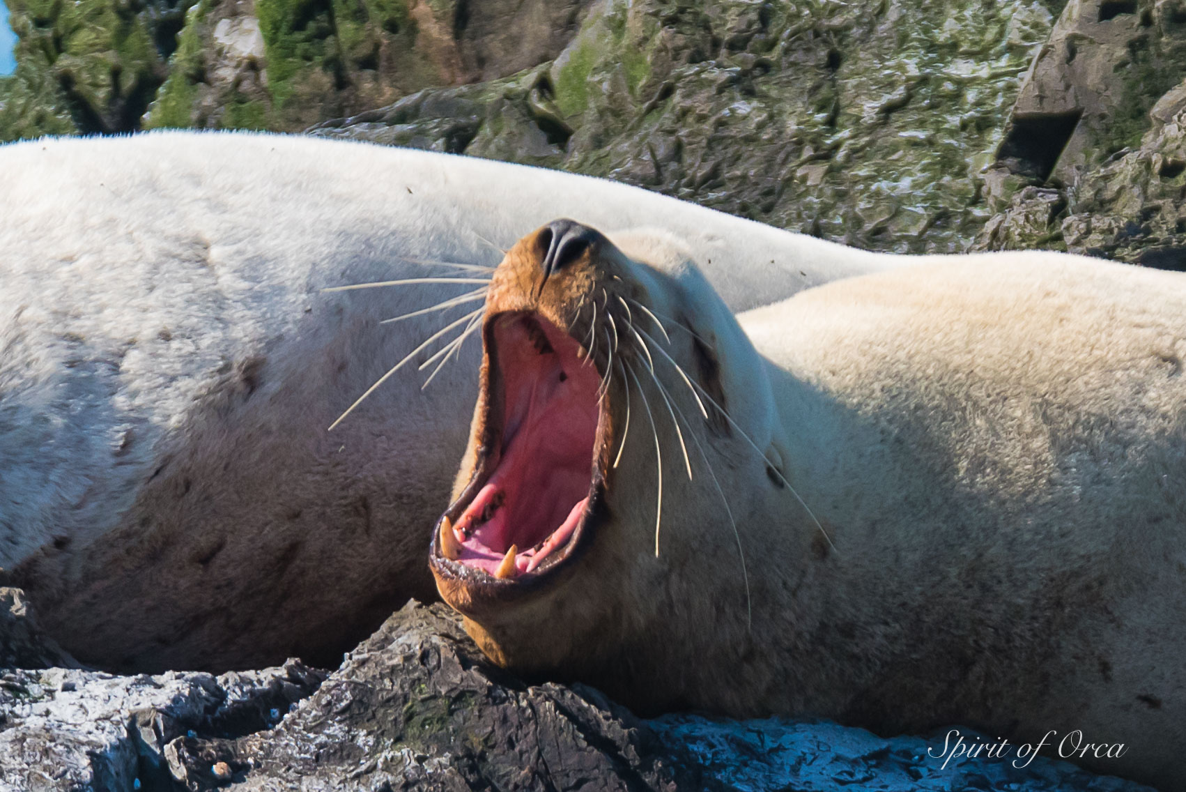 Yawning Stellar Sea Lion