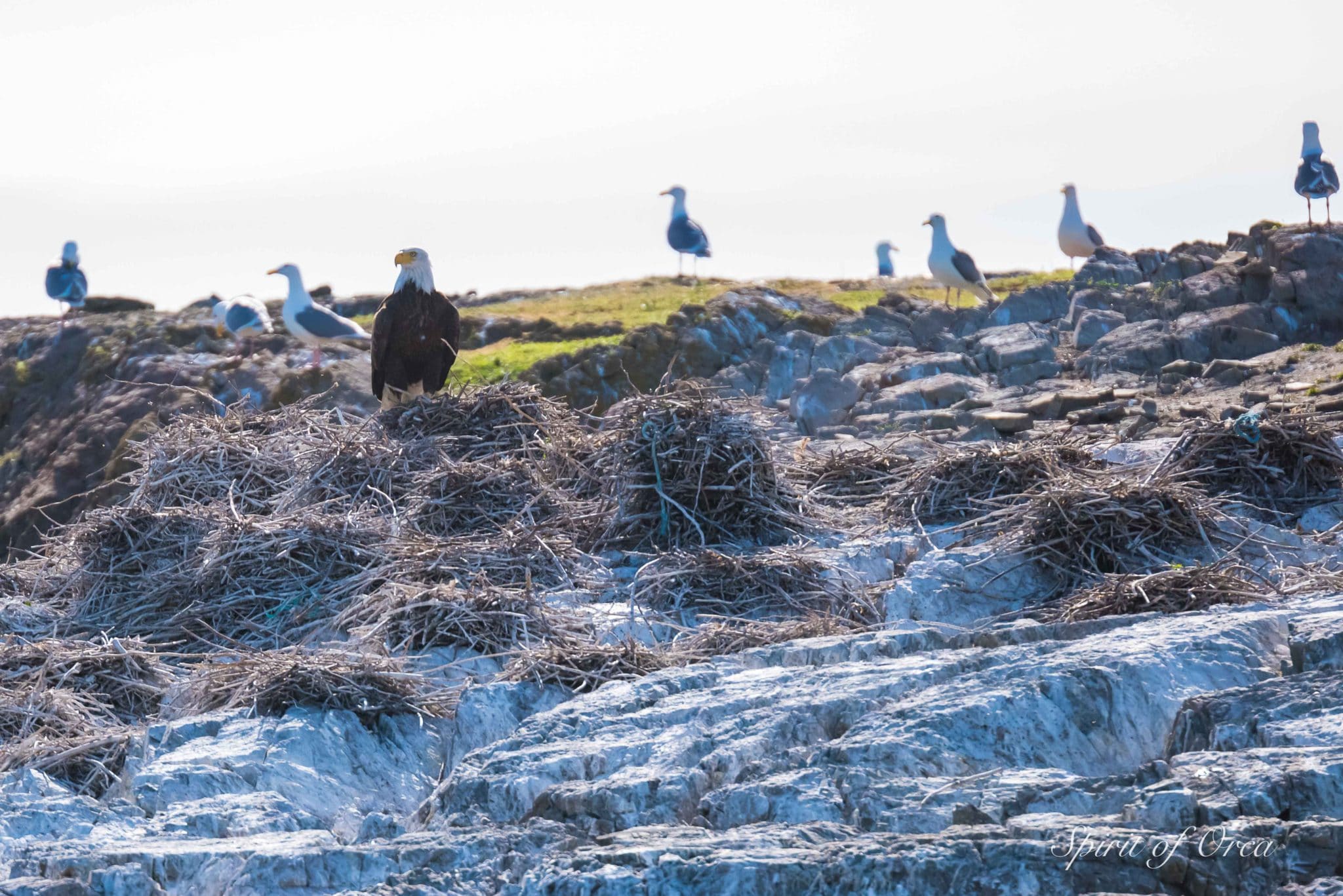 Bald Eagle among nests of gulls