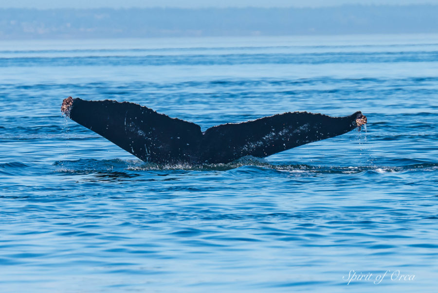 Humpback Fluke