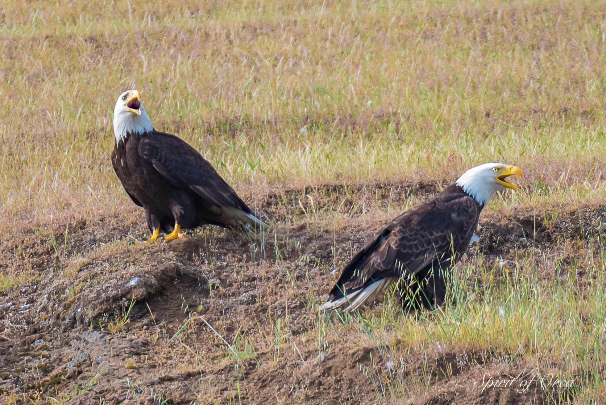 mature bald eagles