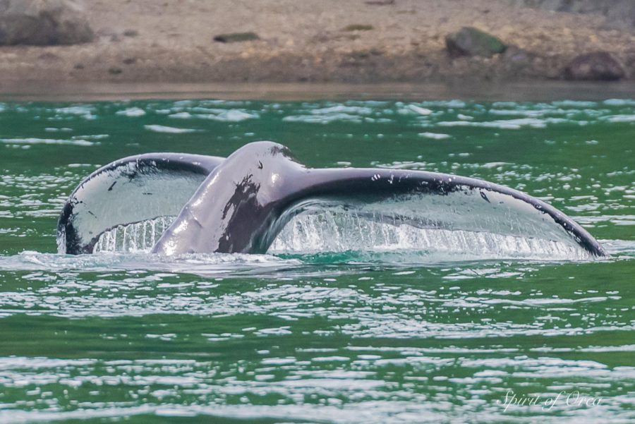 Apollo the Humpback whale