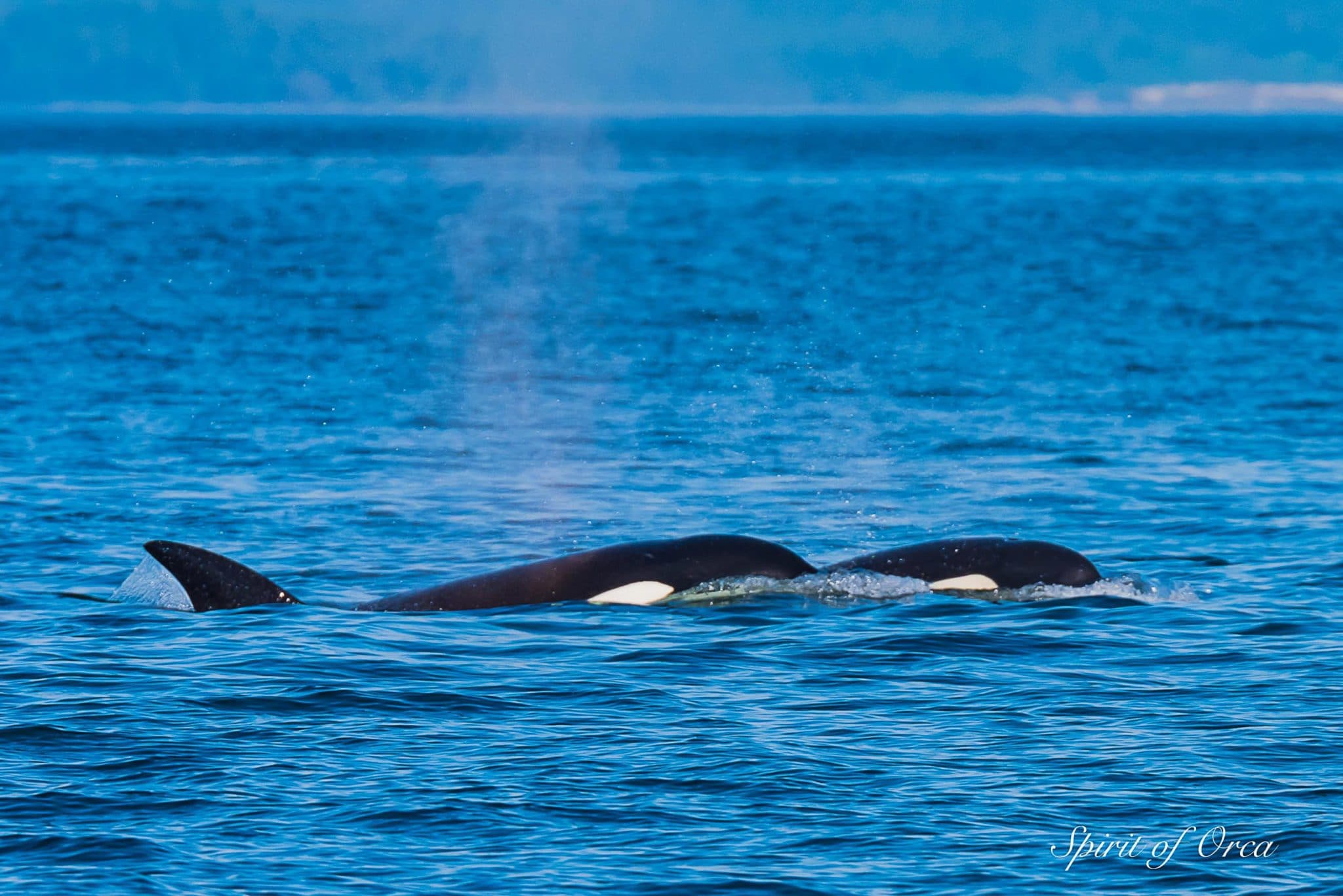 Beautiful Biggs Killer Whales