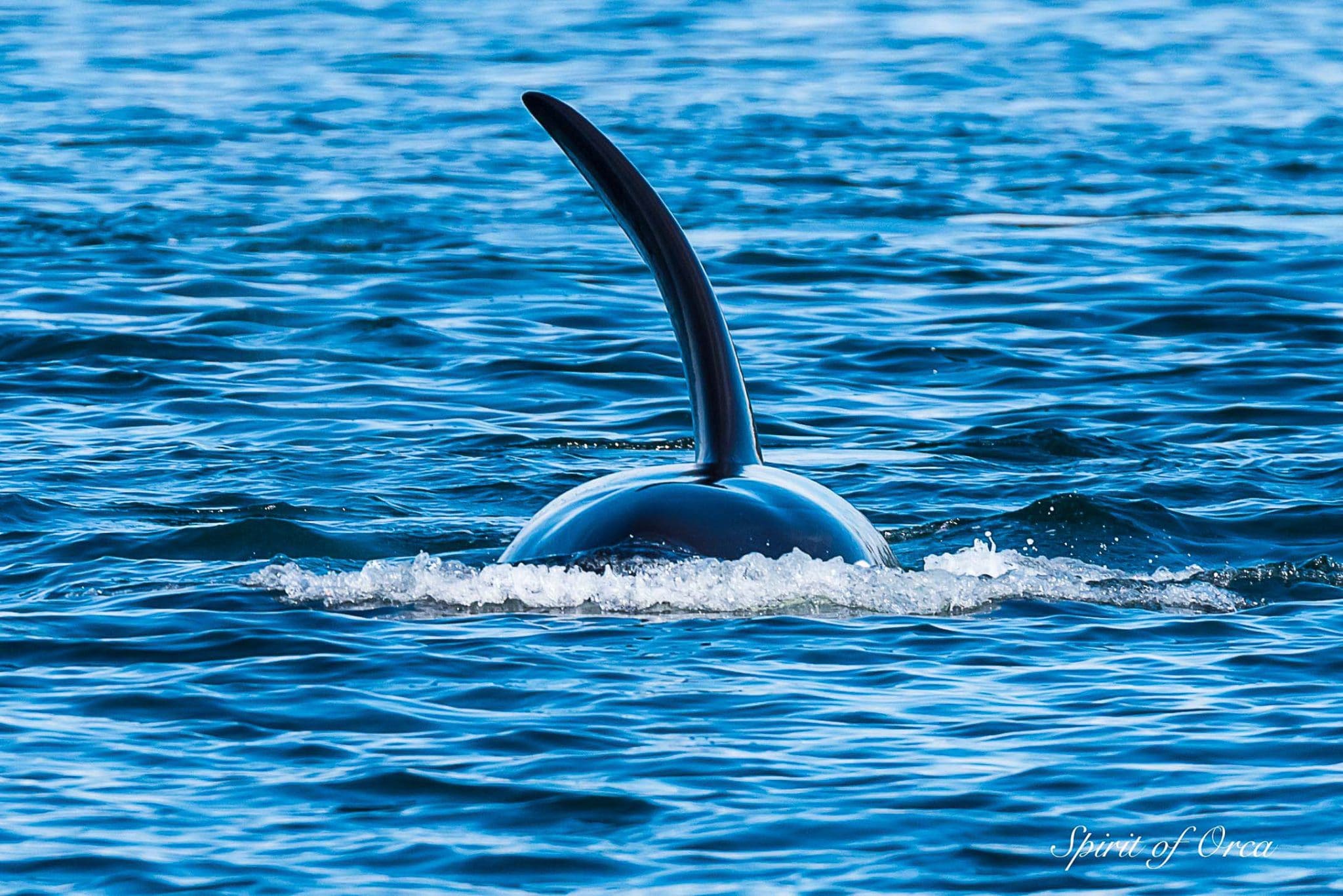 Beautiful Biggs Killer Whales