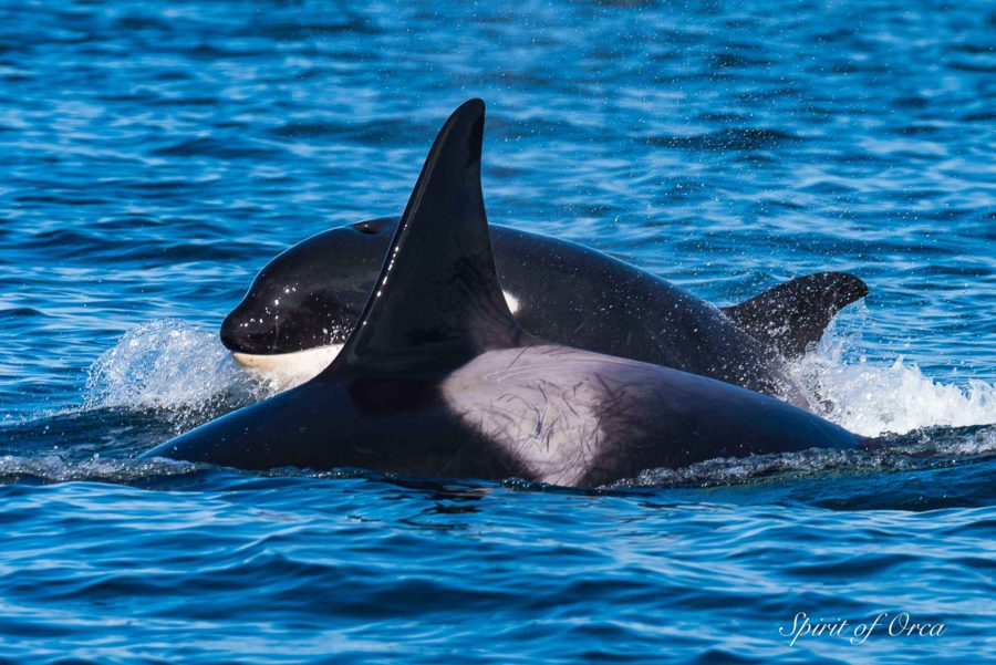 Beautiful Biggs Killer Whales