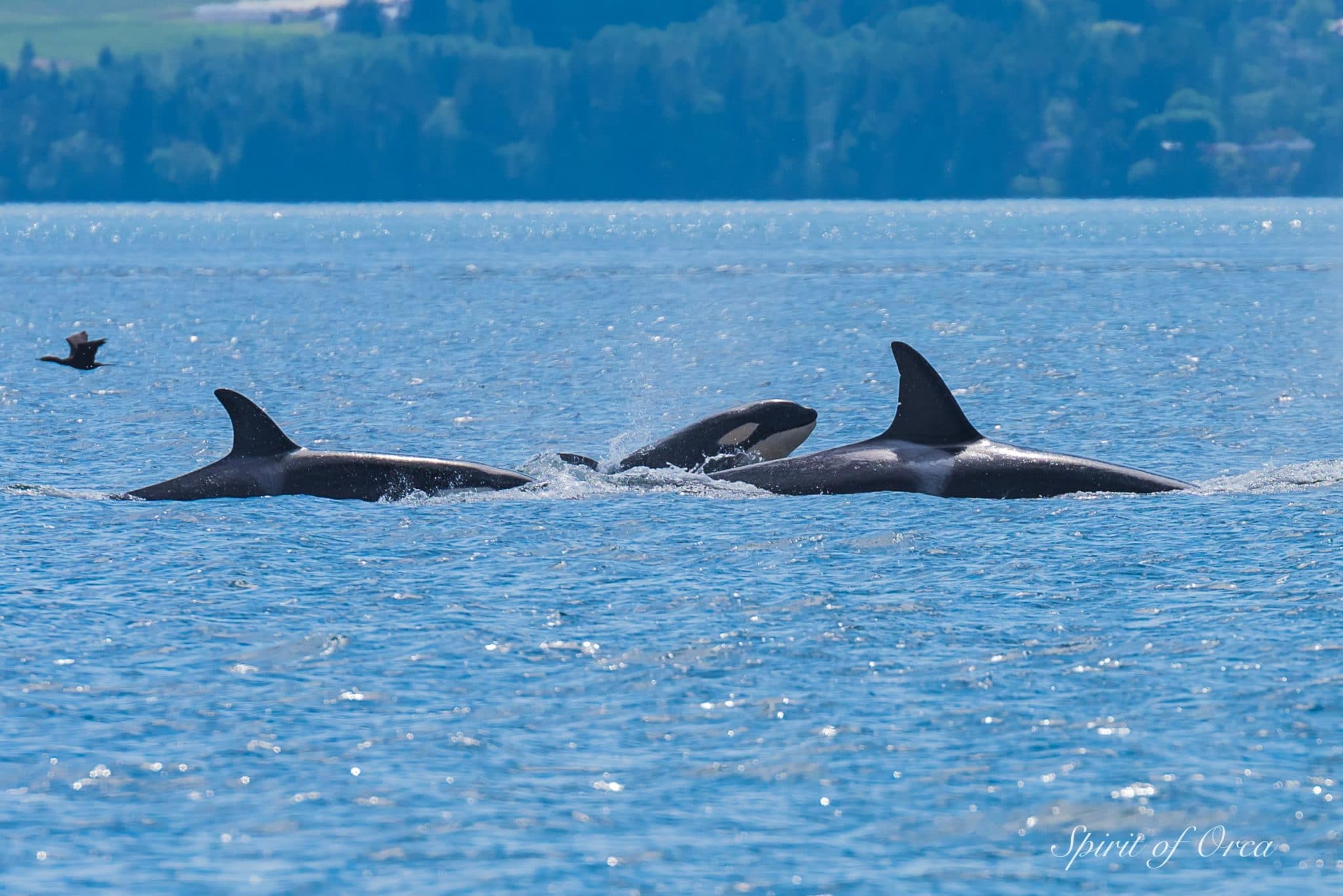 T41's and T100B's Orca with calf