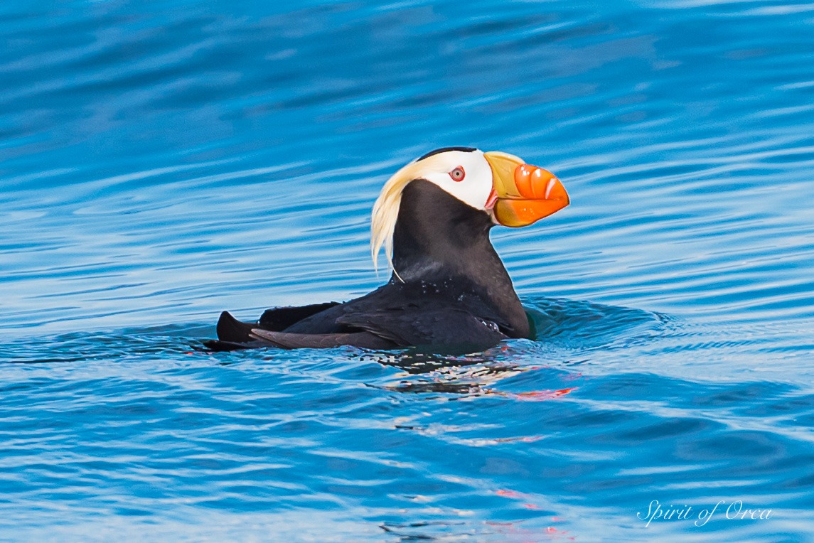 Seabirds tufted puffin