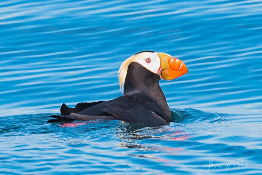 Seabirds tufted puffin