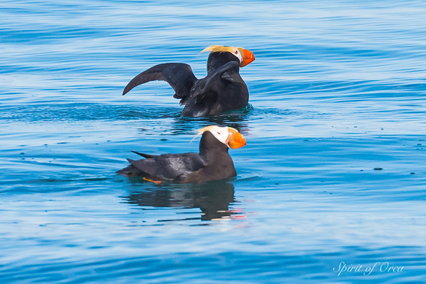 Seabirds tufted puffin