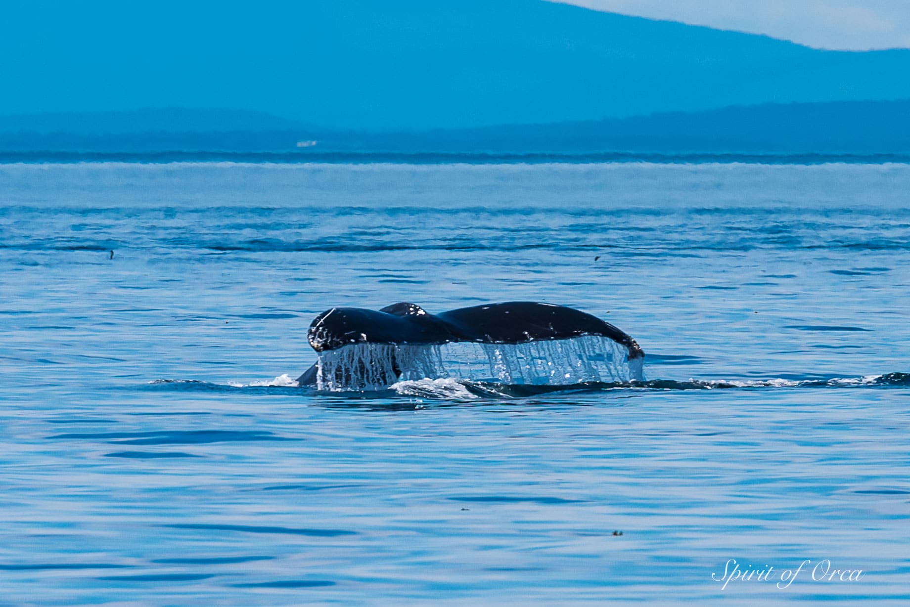 humpback whale scratchy