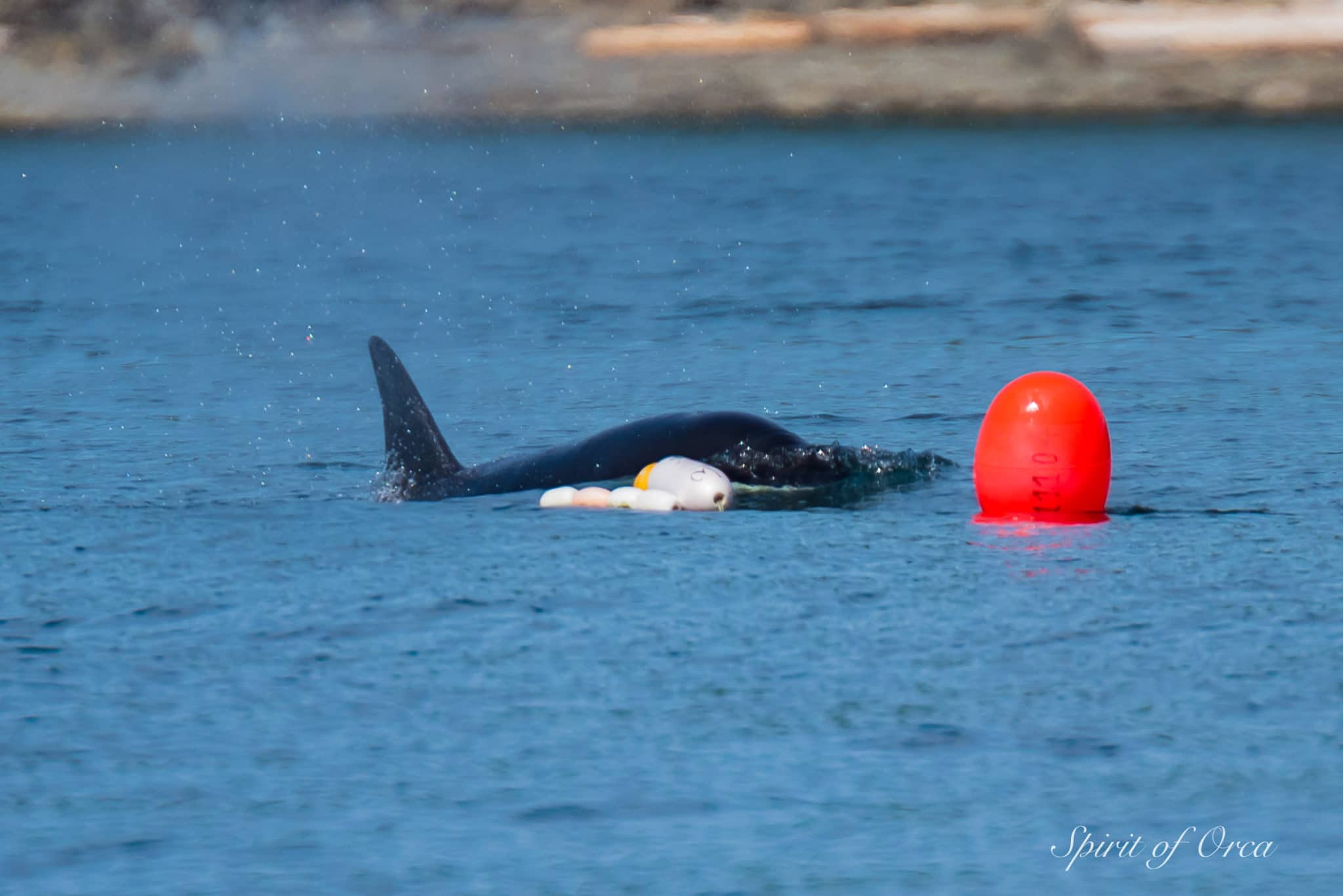 playful orca drag pot buoy