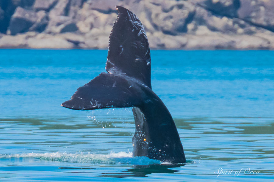 Slates baby humpback