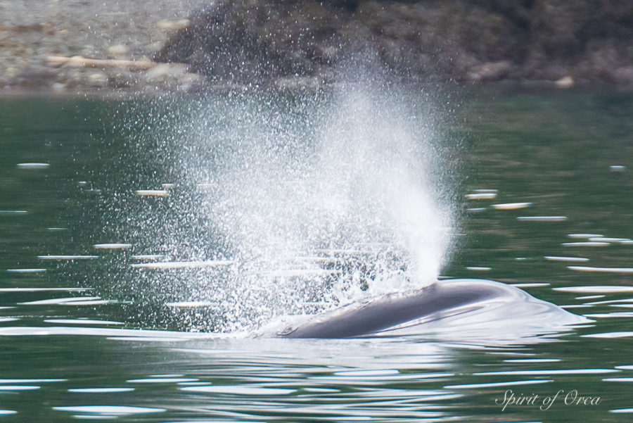 T65A's and Humpback Whales