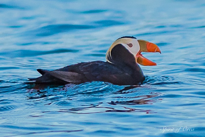 Tufted Puffin