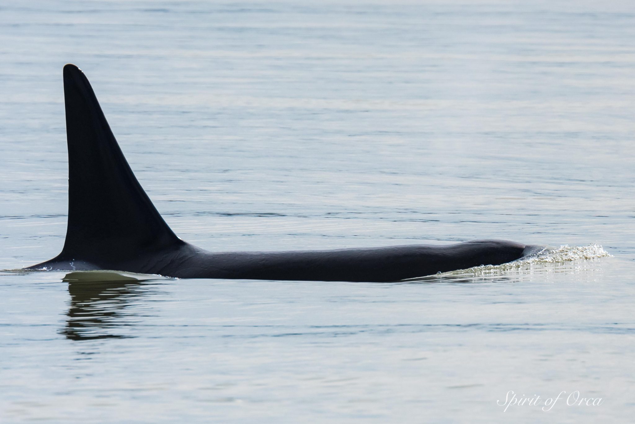 Orca with full bellies