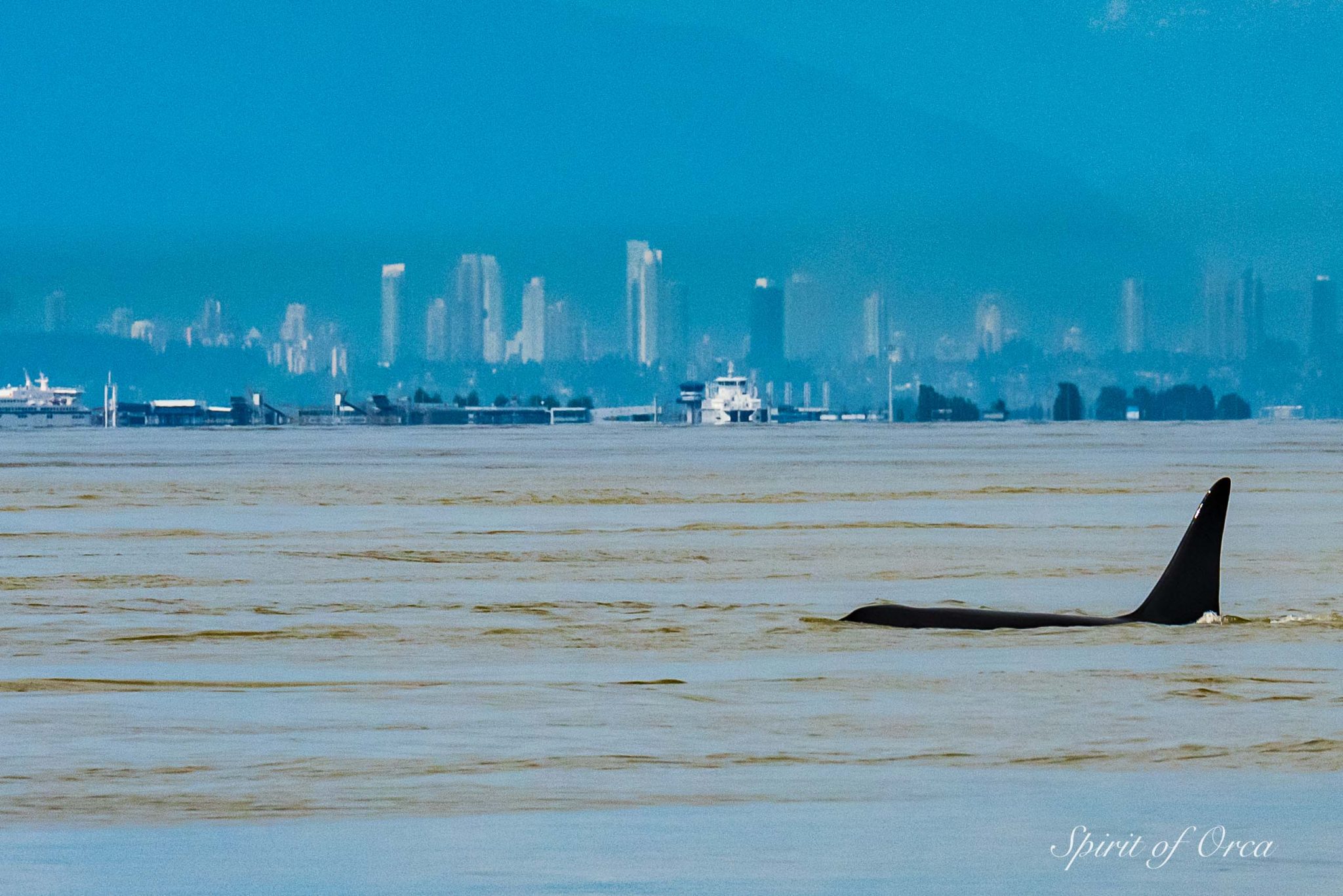 Orca with Vancouver in background
