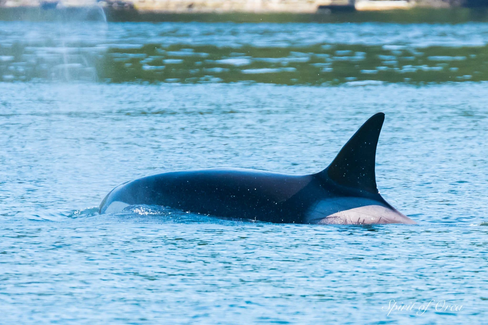 Saanich Inlet Killer Whales