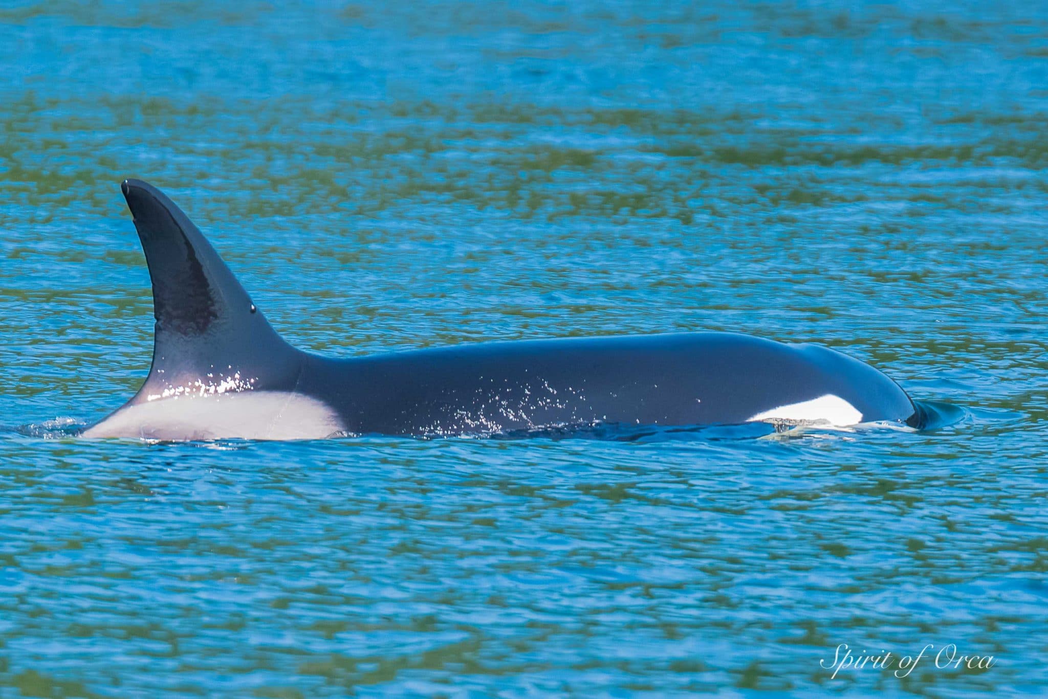 Saanich Inlet Killer Whales